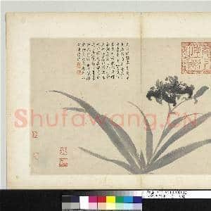 明沈周写生 册 蝴蝶花|1幅|9.1 MB|高清下载