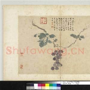 明沈周写生 册 蒲桃|1幅|8.92 MB|高清下载