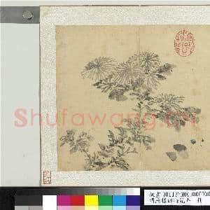 明陈栝四时花卉 册 菊花|1幅|10.66 MB|高清下载