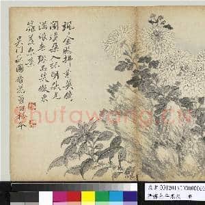 清恽寿平墨花 册 菊花雁来红|1幅|10.37 MB|高清下载