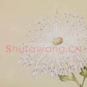 清郎世宁画洋菊 轴|7幅|63.4 MB|高清下载
