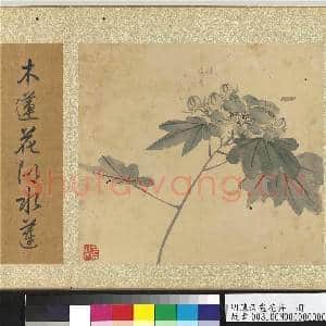 明陈淳画花卉 册 芙蓉|2幅|25.32 MB|高清下载