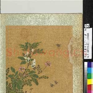 清王武摹古花卉十二帧 册 豆花紫花地丁|1幅|12.34 MB|高清下载
