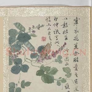 清王武花卉 册 扁荳花|3幅|32.79 MB|高清下载