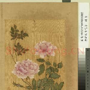 清邹元斗花卉 册 月季|1幅|11.87 MB|高清下载