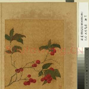 清邹元斗花卉 册 樱桃|1幅|10.51 MB|高清下载