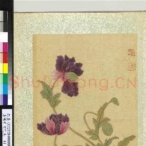 清杨晋画花鸟 册 米囊花|1幅|11.59 MB|高清下载