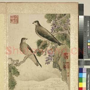 清蒋廷锡写生 册 柏树藤花|2幅|22.81 MB|高清下载