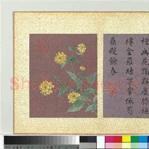 清蒋廷锡画群芳撷秀 册 棣棠|1幅|10.31 MB|高清下载