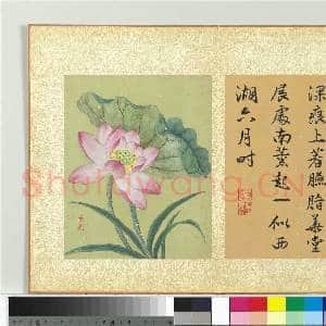 清蒋廷锡画群芳撷秀 册 荷花|1幅|10.29 MB|高清下载