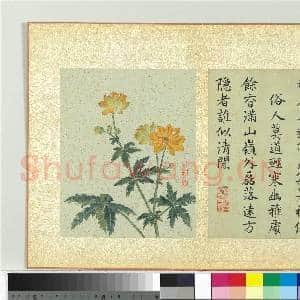 清蒋廷锡画群芳撷秀 册 菊花|1幅|10.69 MB|高清下载