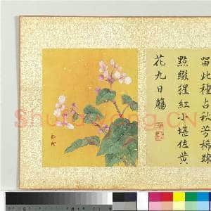 清蒋廷锡画群芳撷秀 册 秋海棠|1幅|10.4 MB|高清下载