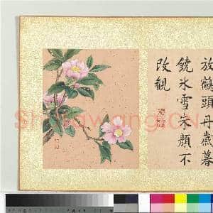 清蒋廷锡画群芳撷秀 册 茶花|1幅|10.31 MB|高清下载