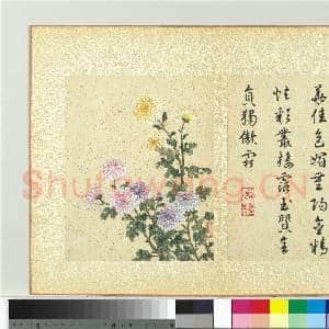 清蒋廷锡画群芳撷秀 册 菊花|1幅|10.7 MB|高清下载