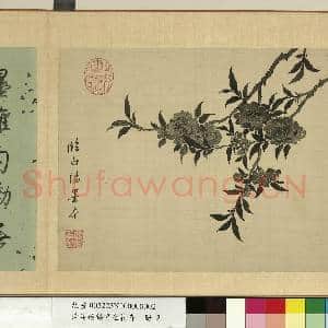 清蒋廷锡写生花卉 册 桃花|2幅|18.25 MB|高清下载