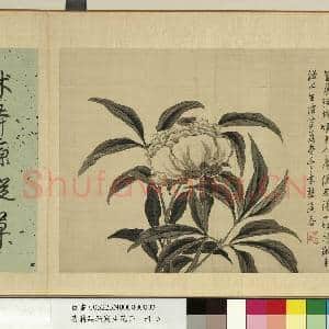 清蒋廷锡写生花卉 册 芍药|2幅|18.62 MB|高清下载
