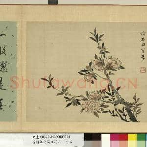清蒋廷锡写生花卉 册 石榴|2幅|17.98 MB|高清下载