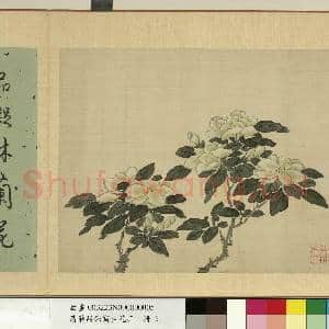 清蒋廷锡写生花卉 册 栀子|2幅|18.63 MB|高清下载