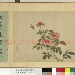清蒋廷锡写生花卉 册 月季|2幅|17.94 MB|高清下载