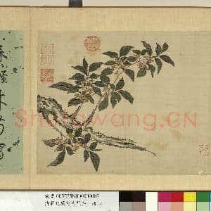 清蒋廷锡写生花卉 册 桂花|2幅|19.03 MB|高清下载