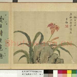 清蒋廷锡写生花卉 册 萱花|2幅|18.89 MB|高清下载
