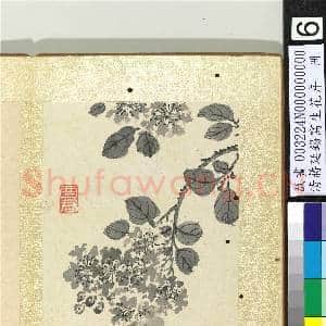清蒋廷锡写生花卉 册 紫薇|1幅|10.7 MB|高清下载