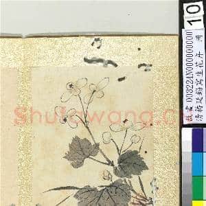 清蒋廷锡写生花卉 册 秋海棠|1幅|10.51 MB|高清下载