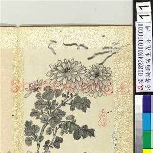 清蒋廷锡写生花卉 册 菊花|1幅|10.71 MB|高清下载