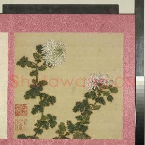 清蒋廷锡花卉 册 秋菊|1幅|11.06 MB|高清下载