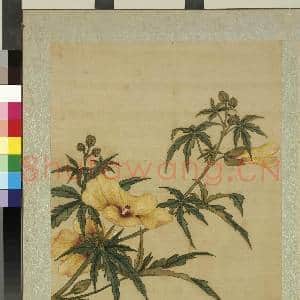 清蒋廷锡画花鸟 册 秋葵|1幅|10.59 MB|高清下载