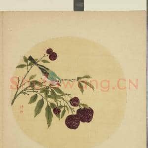 清蒋廷锡画花鸟 册 荔枝|1幅|9.35 MB|高清下载