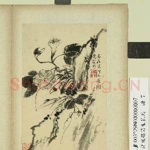 清蒋廷锡写生花鸟 册 花开晓露|1幅|7.86 MB|高清下载