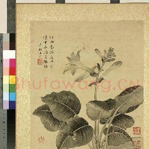 清蒋廷锡仿宋人花鸟 册 玉簪蜘蛛|1幅|11.72 MB|高清下载