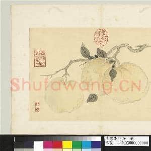 清陈书花卉 册 橙橘|1幅|12.01 MB|高清下载