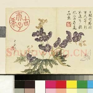 清邹一桂画花卉 册 僧鞋菊|1幅|7.69 MB|高清下载