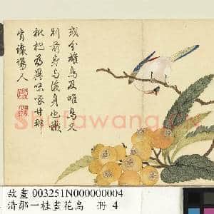 清邹一桂画花鸟 册 枇杷翡翠|1幅|9.3 MB|高清下载