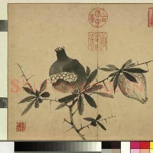 清张若霭写生花果 册 榴实|1幅|9.62 MB|高清下载