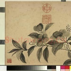 清张若霭写生花果 册 山茶|1幅|10.25 MB|高清下载