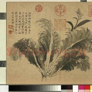 清张若霭写生花果 册 菘|1幅|10.98 MB|高清下载