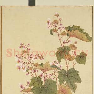 清李秉德临张伟花果鱼鸟.册.秋海棠故画|1幅|10.16 MB|高清下载