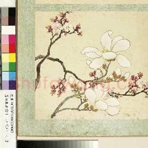 清沈振麟绘十二月花神.册.杏花辛夷故画|1幅|8.9 MB|高清下载