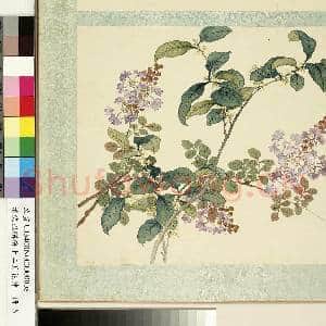 清沈振麟绘十二月花神.册.桂花紫薇故画|1幅|9.34 MB|高清下载