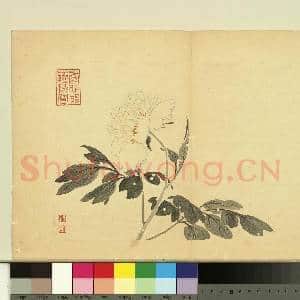 清费而奇花卉.册.牡丹故画|1幅|9.25 MB|高清下载
