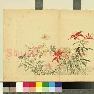 清费而奇花卉.册.菊花石竹故画|1幅|9.7 MB|高清下载