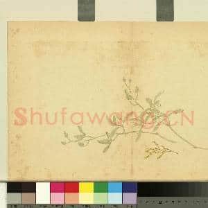清费而奇花卉.册.兰花故画|1幅|9.04 MB|高清下载