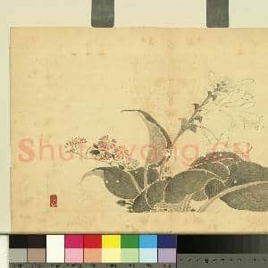 清费而奇花卉.册.玉簪花故画|1幅|9.6 MB|高清下载