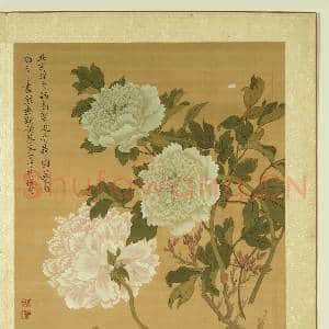 清张伟写生花卉.册.牡丹故画|1幅|11.19 MB|高清下载