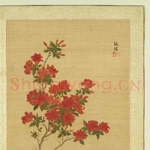 清张伟写生花卉.册.杜鹃故画|1幅|10.26 MB|高清下载