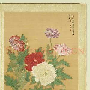 清张伟写生花卉.册.罂粟故画|1幅|11.29 MB|高清下载