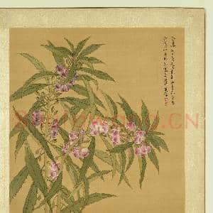 清张伟写生花卉.册.金凤花故画|1幅|11.59 MB|高清下载